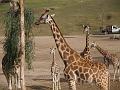 Giraffe Family-3